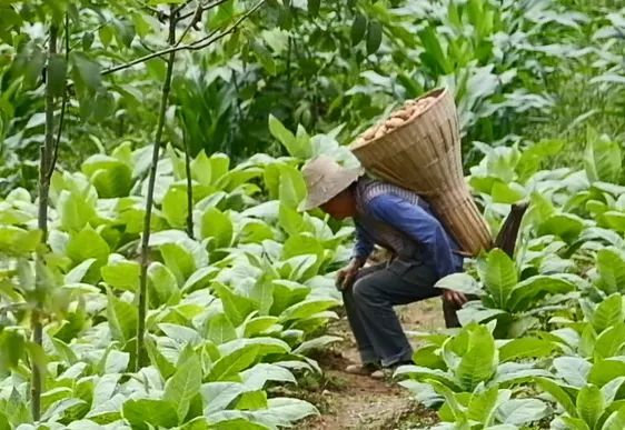 恩施富硒土豆特点