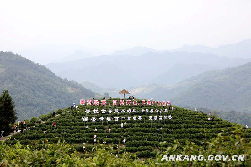 安康富硒茶属于什么茶