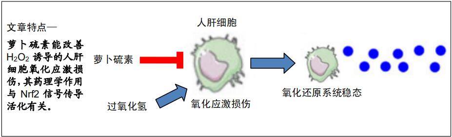 硒的六大生理功能