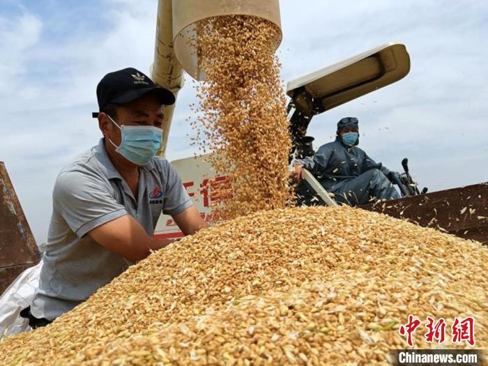 富硒小麦标准