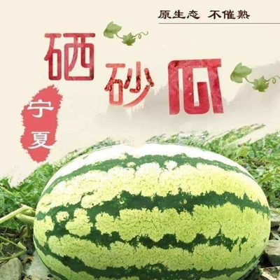 中卫硒砂瓜介绍