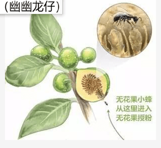 什么水果富硒