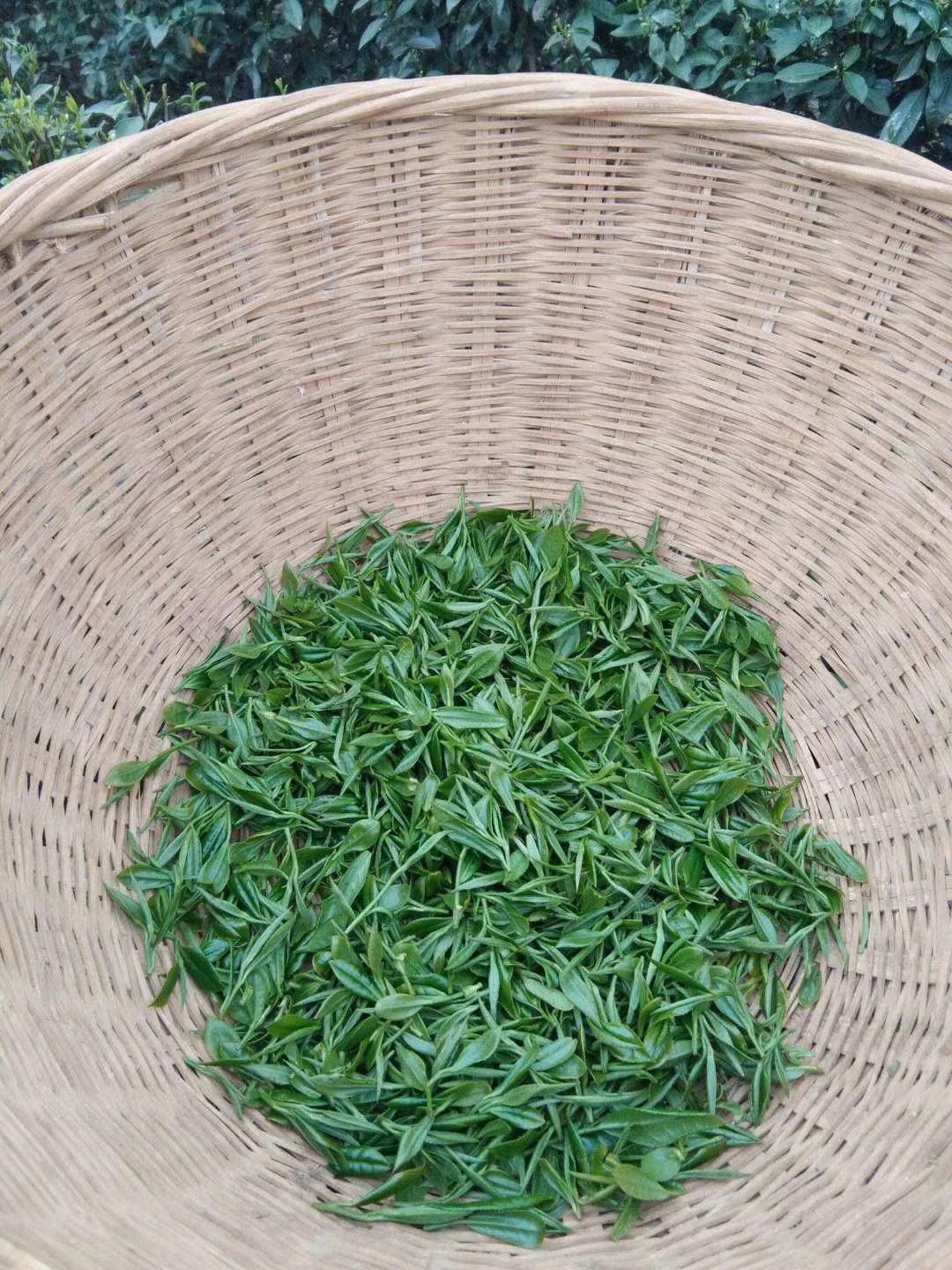 茶理郎富硒茶