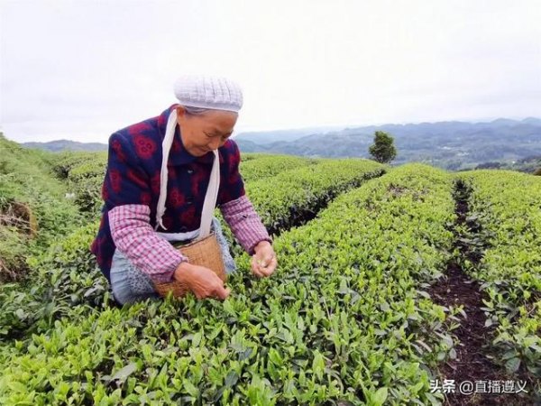 野生硒茶价格