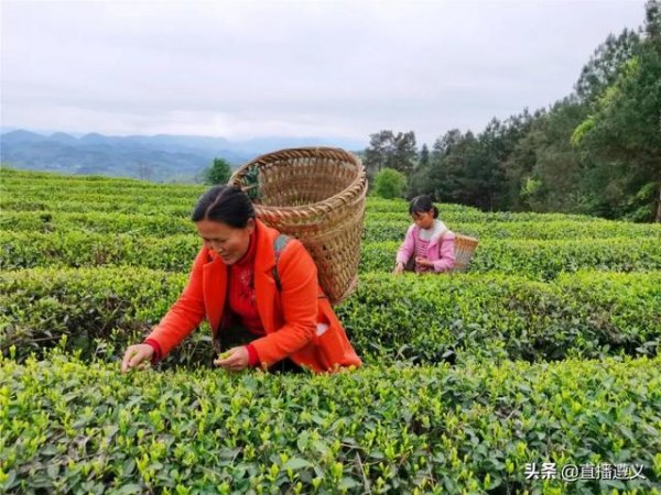 野生硒茶价格