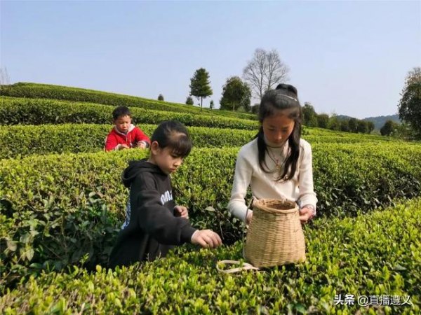 野生硒茶价格