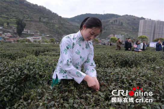 深挖文化内涵 紫阳县多点聚力打造富硒茶品牌