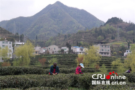 深挖文化内涵 紫阳县多点聚力打造富硒茶品牌