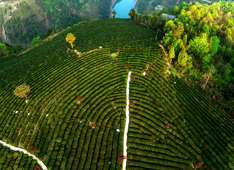 中国十大富硒地区