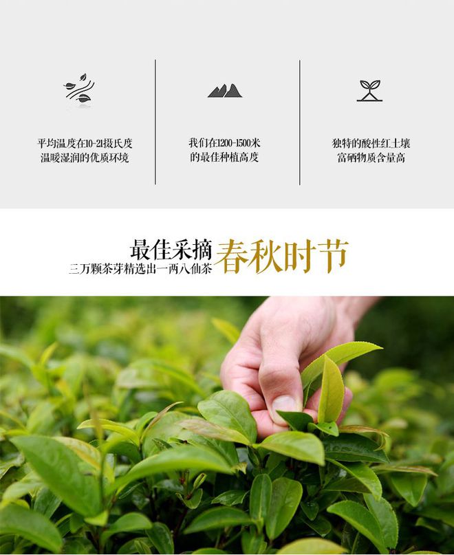 诏安富硒八仙茶