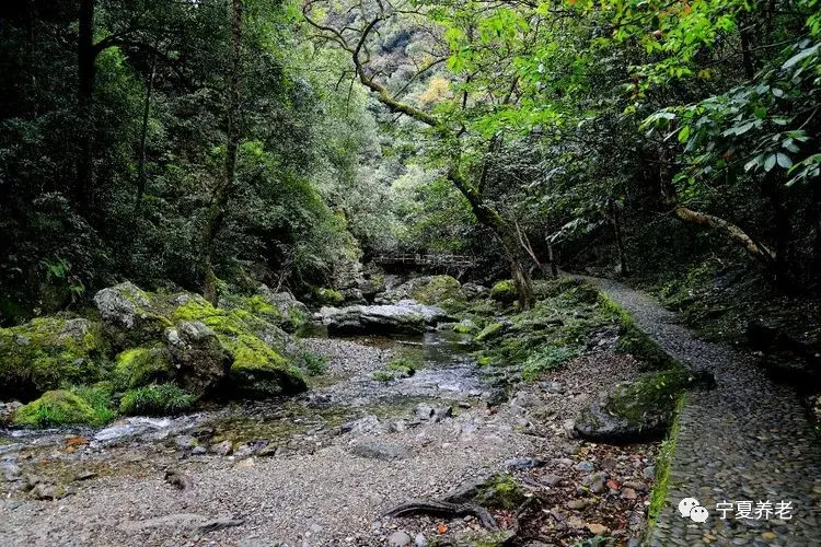 野生富硒茶是什么茶