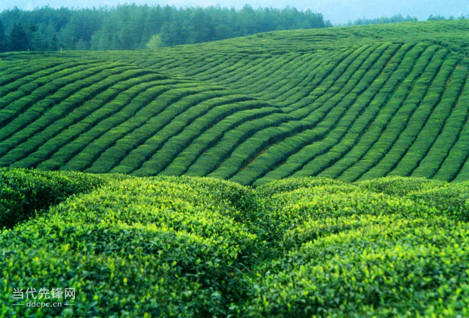 野生富硒茶是什么茶