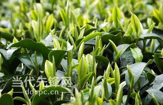 野生富硒茶是什么茶