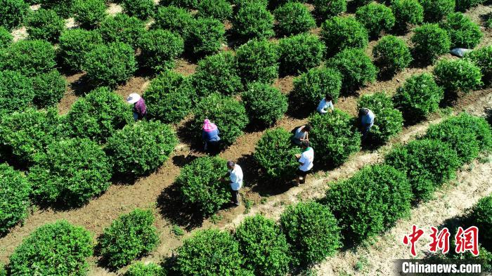 河北巨鹿县富硒农产品种植已形成规模，富硒金银花正在进行采摘。　胡良川 摄