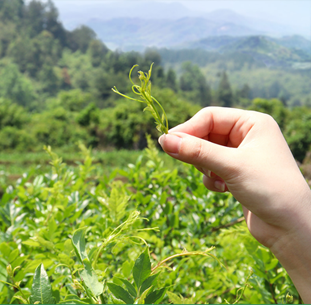 藤茶属于什么茶