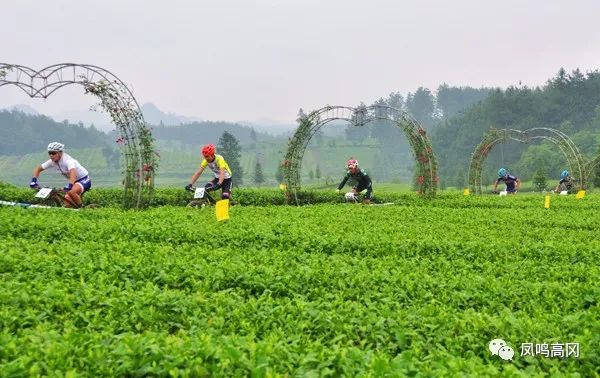 凤冈锌硒茶的功效与作用