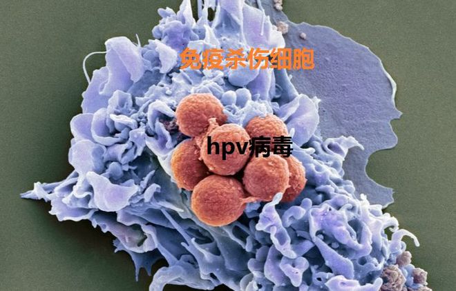 hpv需要补硒吗