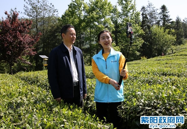 安康紫阳富硒茶