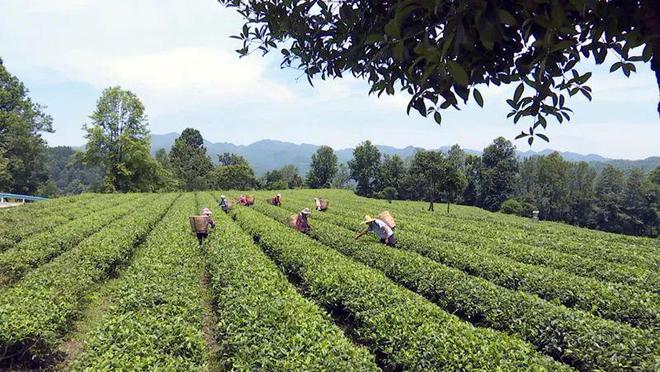 凤冈锌硒红茶