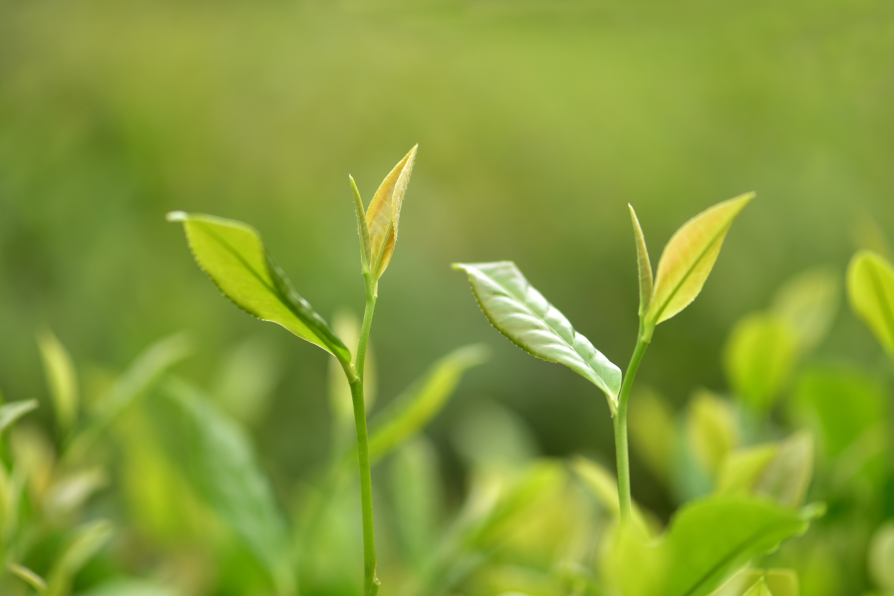 凤冈锌硒红茶