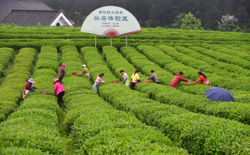 凤冈锌硒红茶