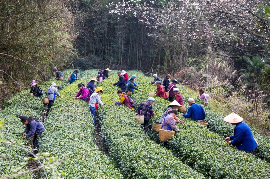 凤冈锌硒红茶