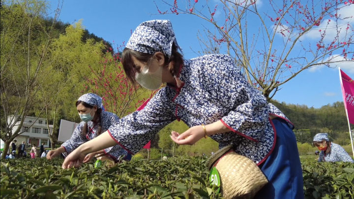 安康富硒茶陕茶一号