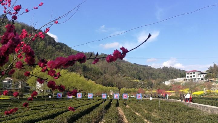 安康富硒茶陕茶一号