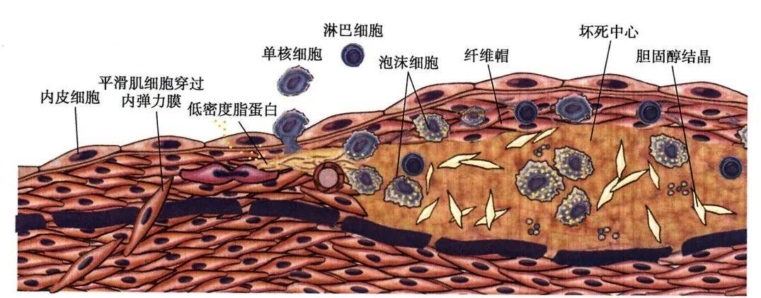 人每天补充多少硒