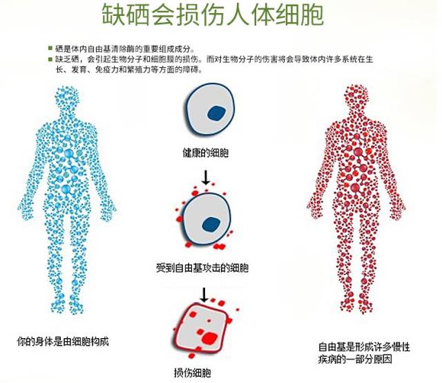 吃麦芽可以补硒吗