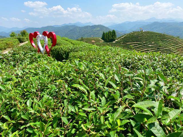 陕西安康富硒茶