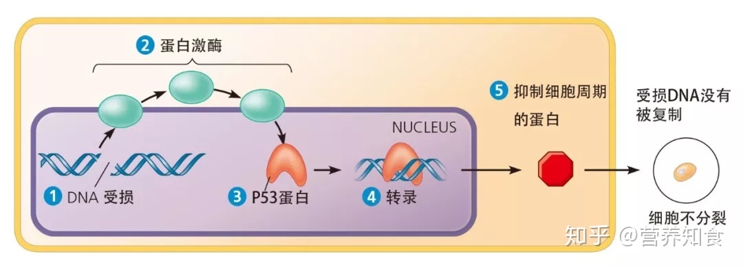 补硒对hpv有好处吗