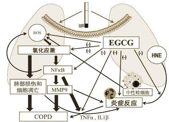 补硒对hpv有好处吗