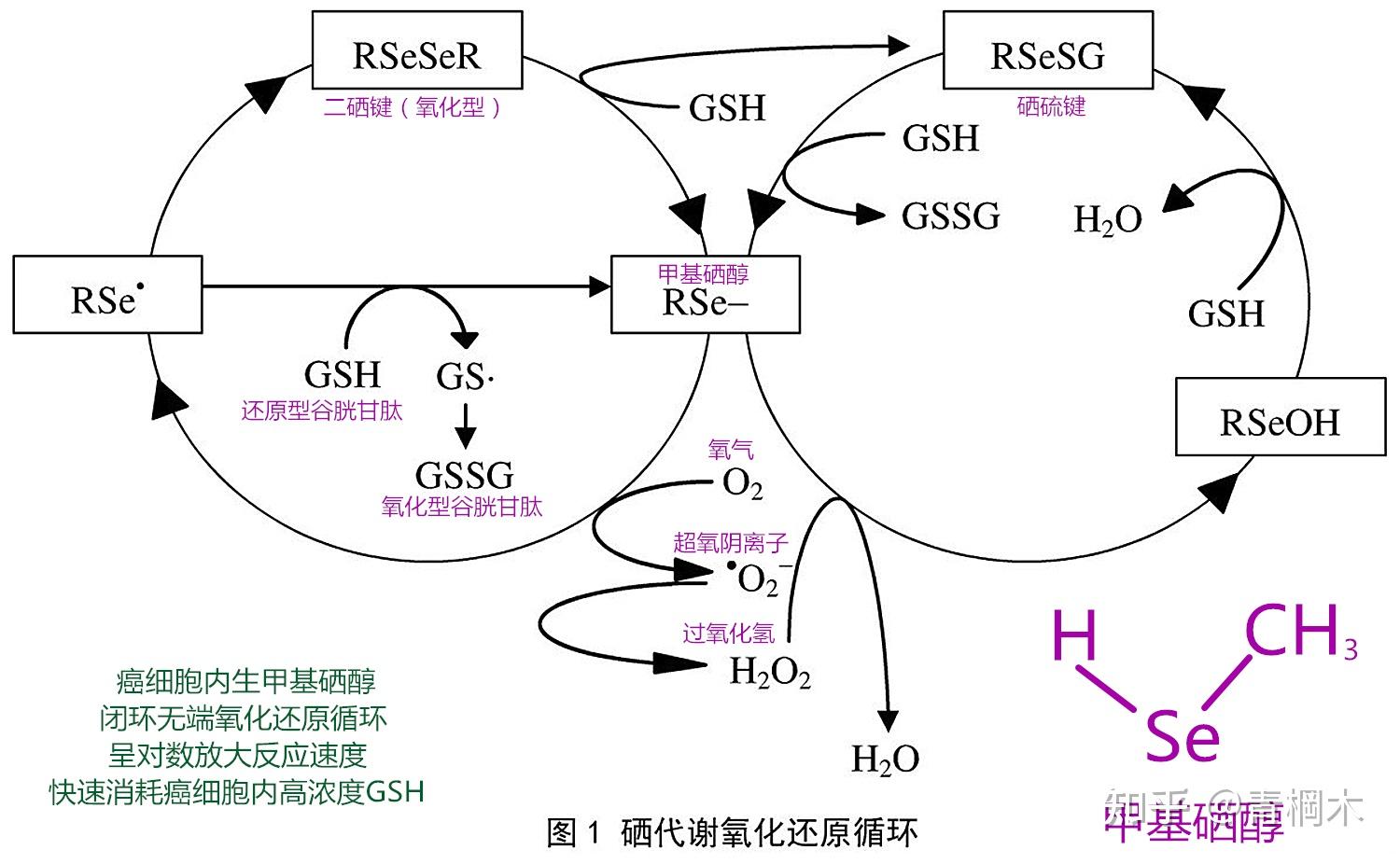 补硒对hpv有好处吗