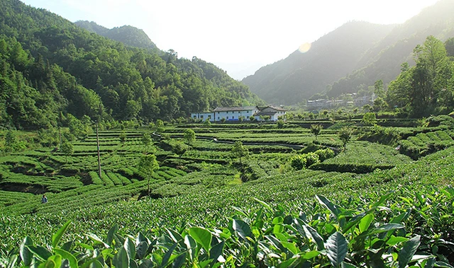 紫阳县富硒茶