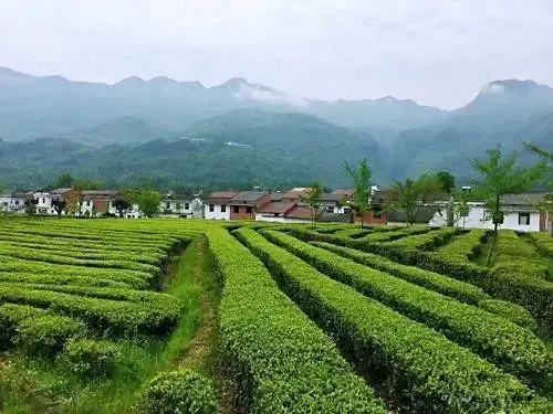 紫阳县富硒茶