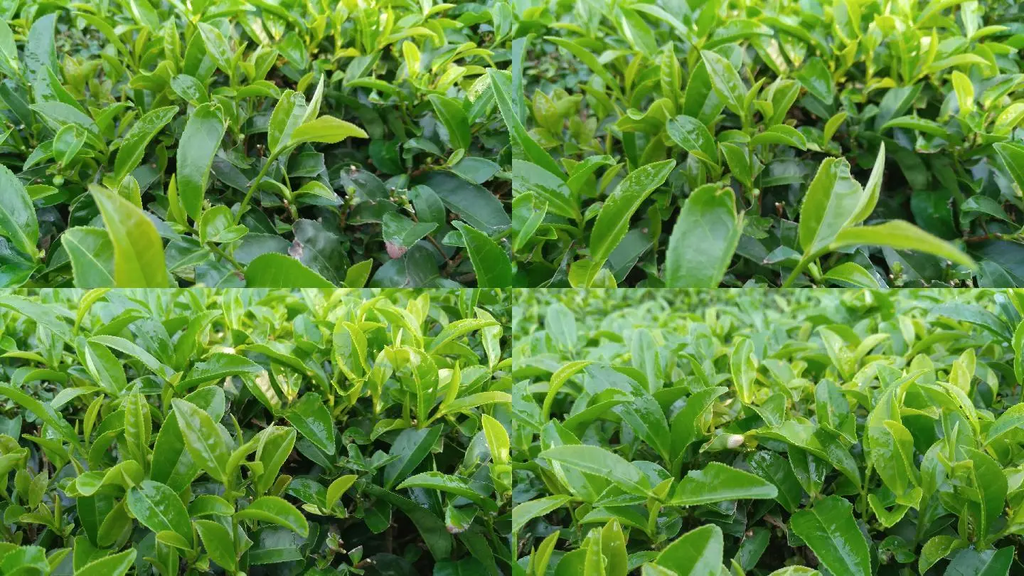 野生富硒茶是什么茶