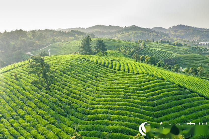 野生富硒茶是什么茶