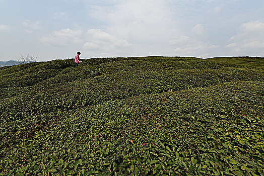 野生富硒茶是什么茶