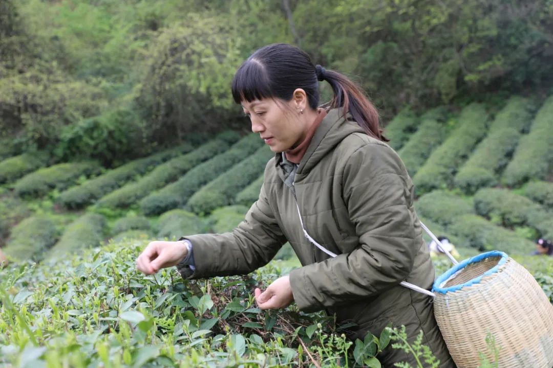 恩施富硒茶的制作过程