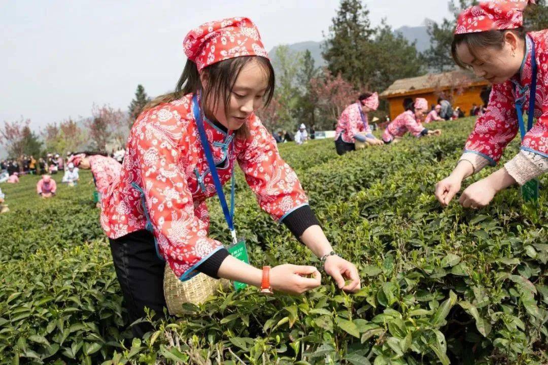 紫阳县富硒茶