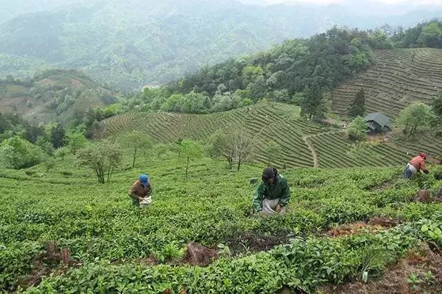 天方富硒绿茶