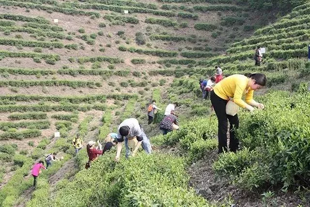 天方富硒绿茶