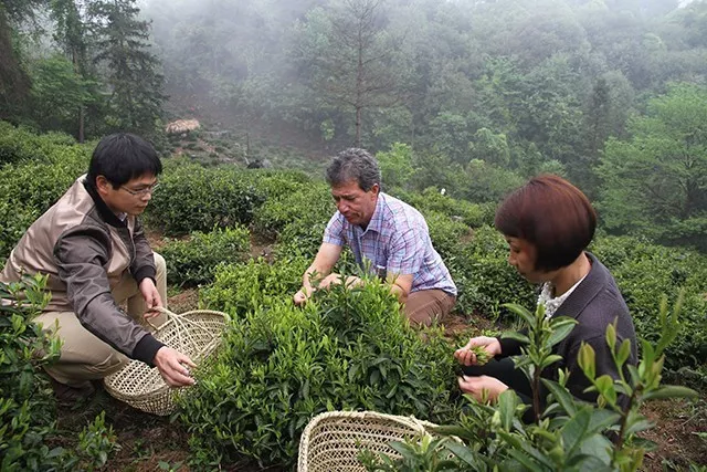 天方富硒绿茶