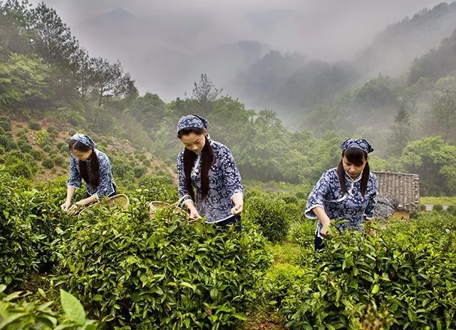 天方富硒绿茶