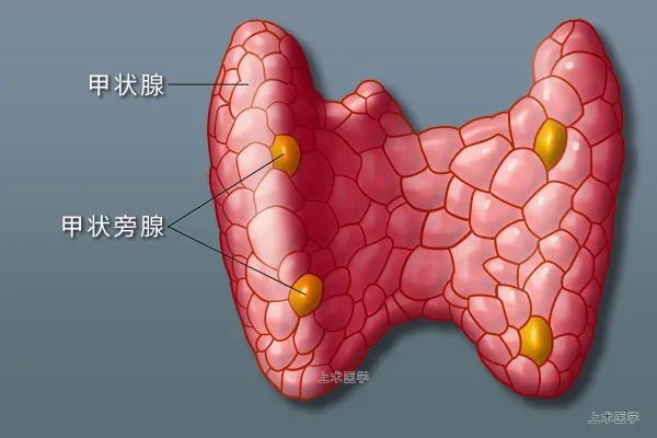 桥本甲状腺炎补充硒