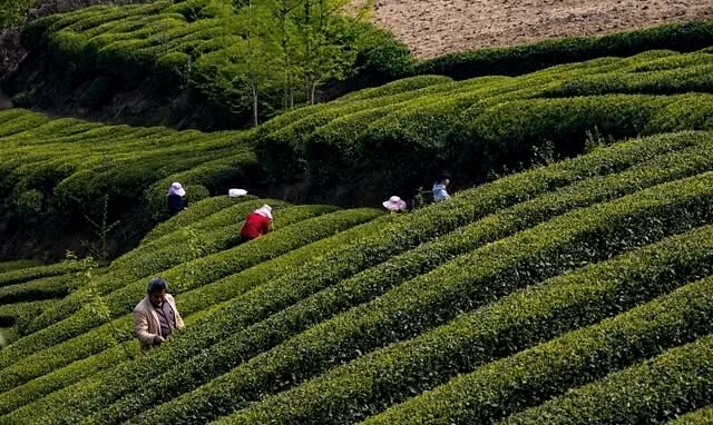 富硒紫阳茶多少钱一斤