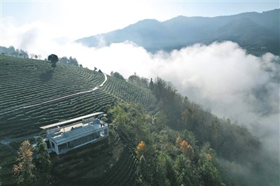 紫阳富硒茶品牌