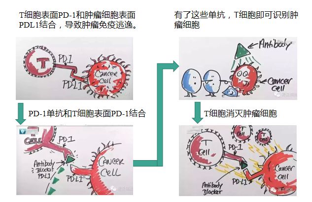 化疗后补硒有用吗