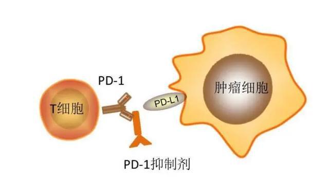 化疗后补硒有用吗